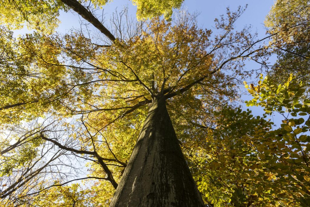 Looking up at the tall straight trunk of a mature tulip poplar reaching high into the forest canopy