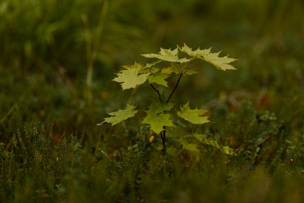 Red maple tree being planted as a native replacement in spring