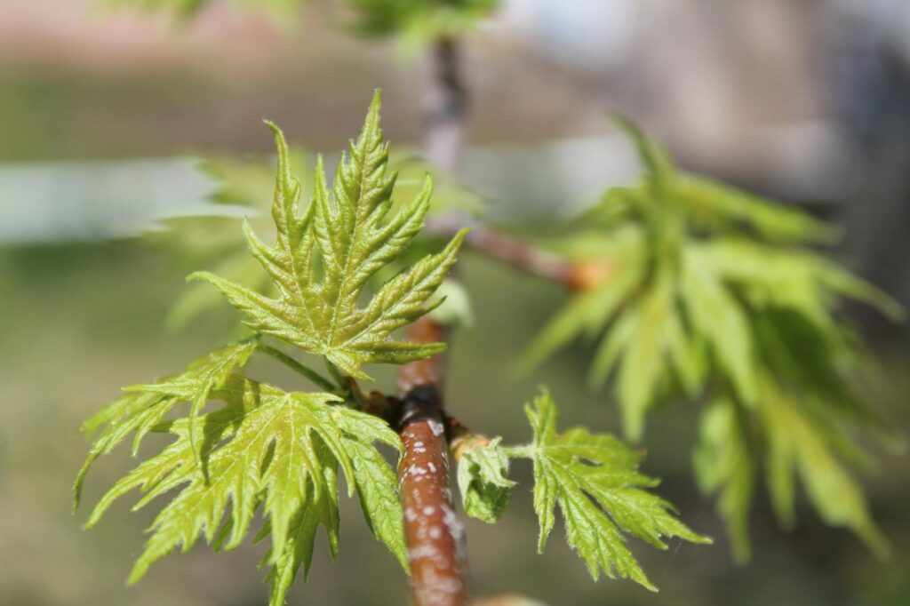 Norway maple tree in full spring leaf in a suburban yard