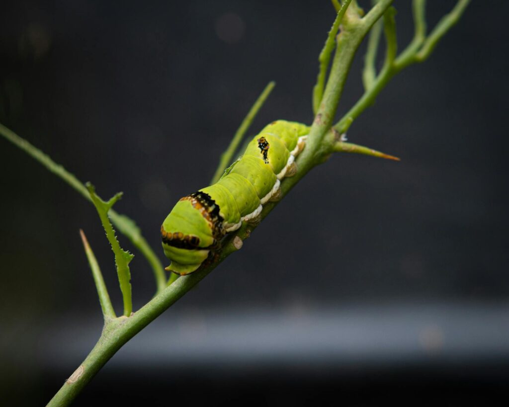 Burlap band wrapped around tree trunk as caterpillar collection trap during spongy moth season