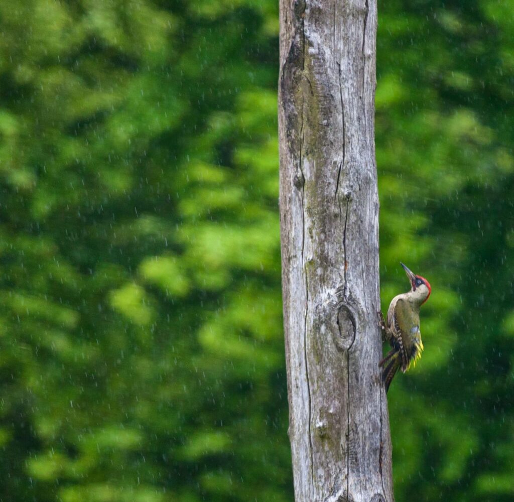 A standing dead tree — a snag — riddled with woodpecker cavities