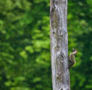 A standing dead tree — a snag — riddled with woodpecker cavities