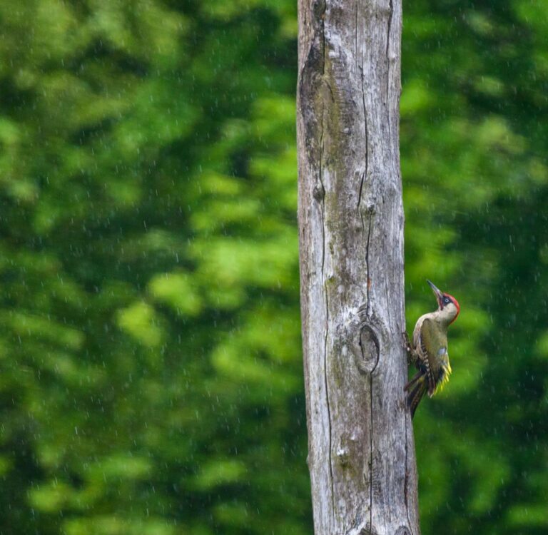 A standing dead tree — a snag — riddled with woodpecker cavities