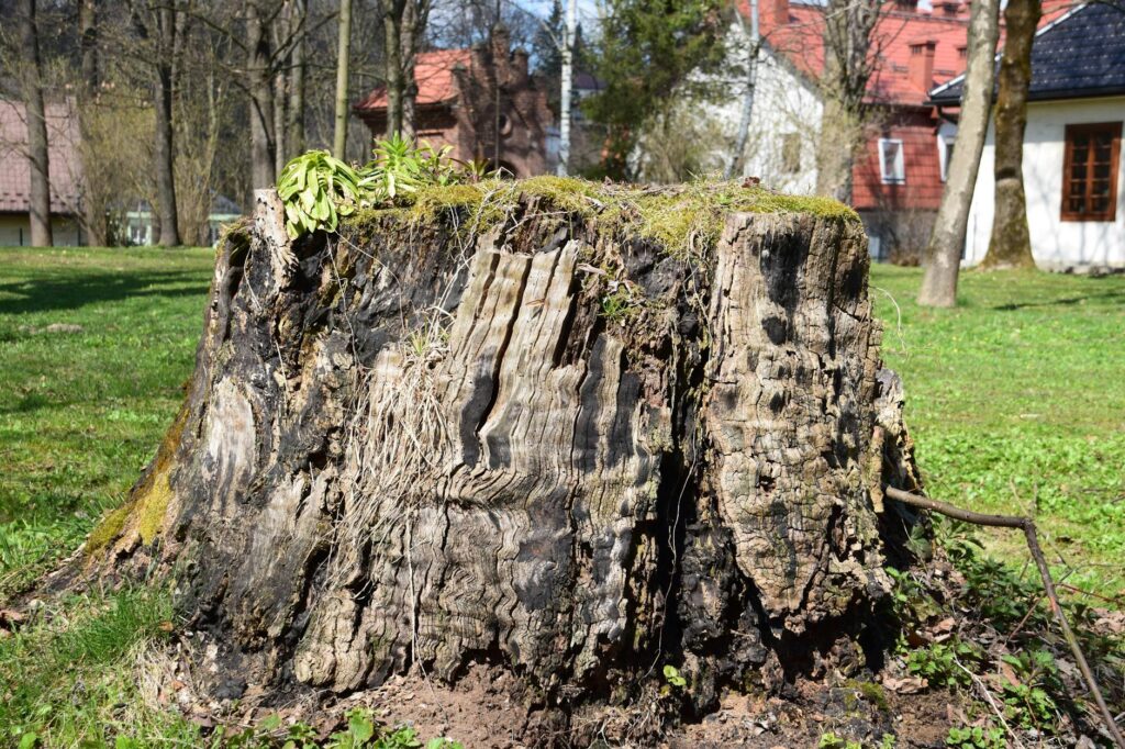 Homeowner closely inspecting tree bark for spotted lanternfly egg masses