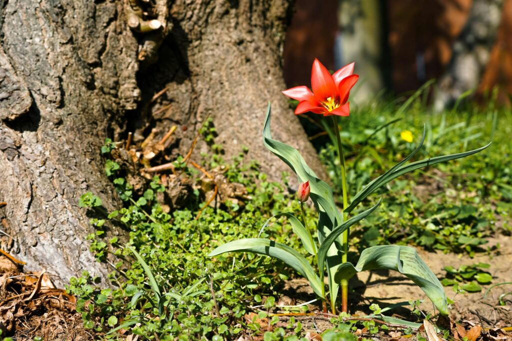 Tulip poplar tree in late April bloom with orange flowers high in the canopy
