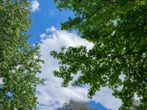 A mature ash tree in spring — the species now nearly gone from Monmouth County forests.