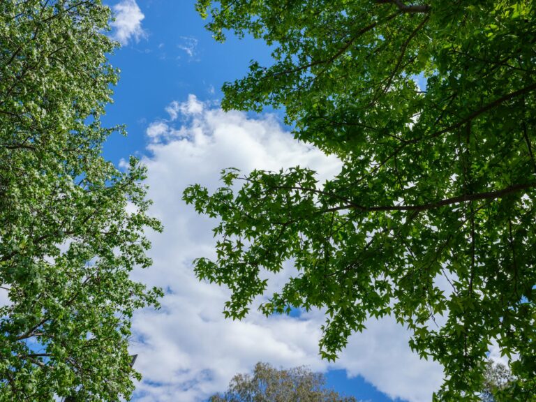 A mature ash tree in spring — the species now nearly gone from Monmouth County forests.