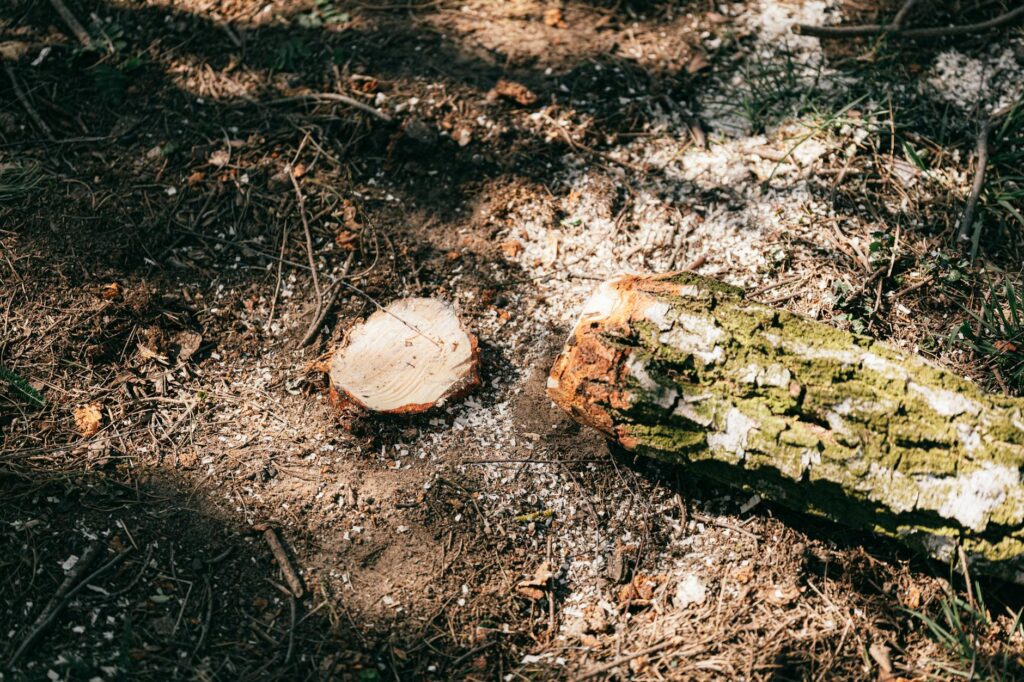 Close-up of a tree trunk buried deeply in wood mulch with no visible root flare.