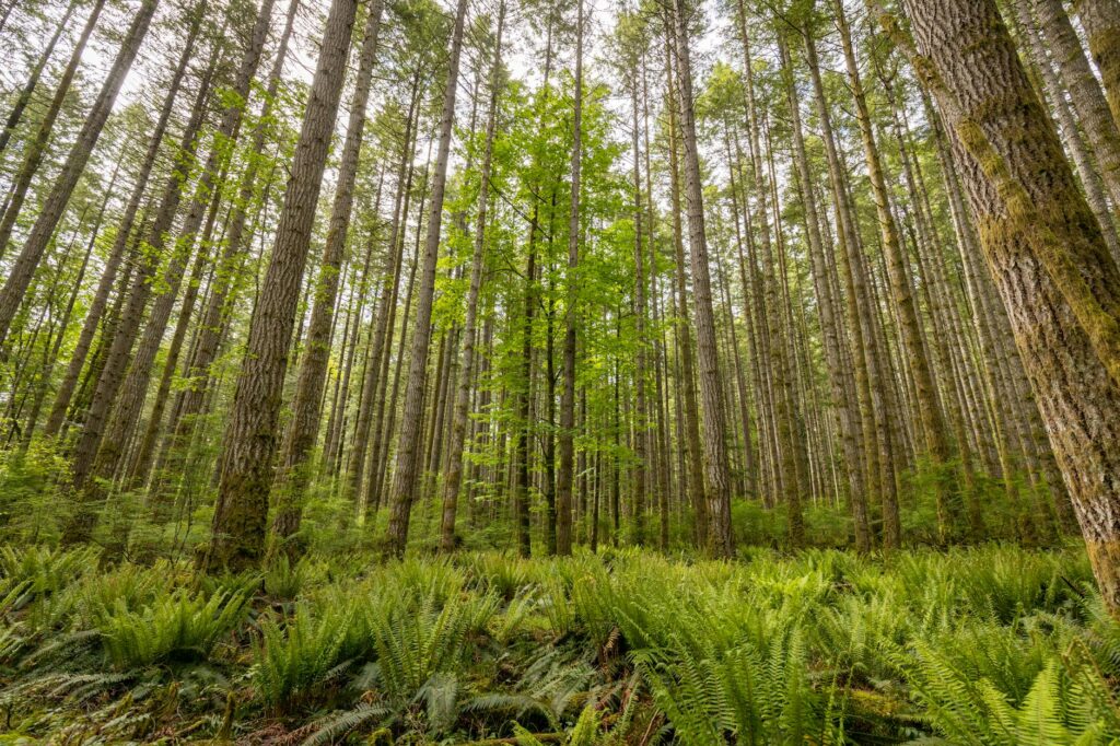 Eastern hemlock trees with dense green canopy in a New Jersey woodland