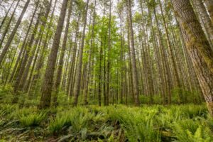 Eastern hemlock trees with dense green canopy in a New Jersey woodland