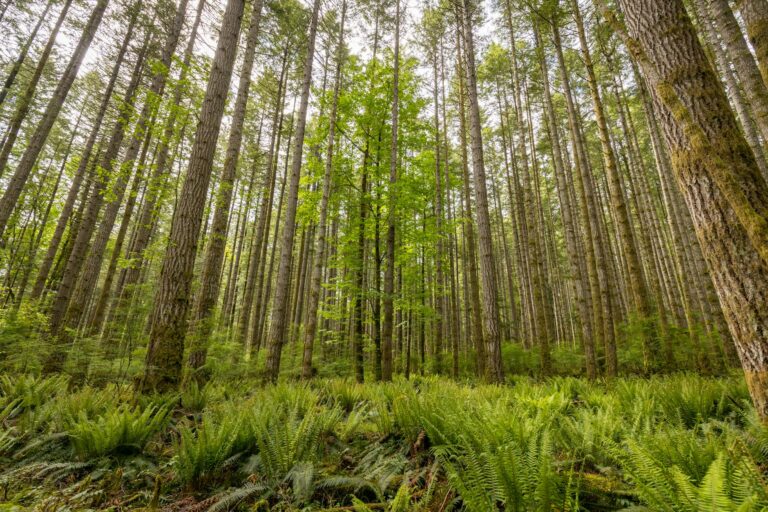 Eastern hemlock trees with dense green canopy in a New Jersey woodland