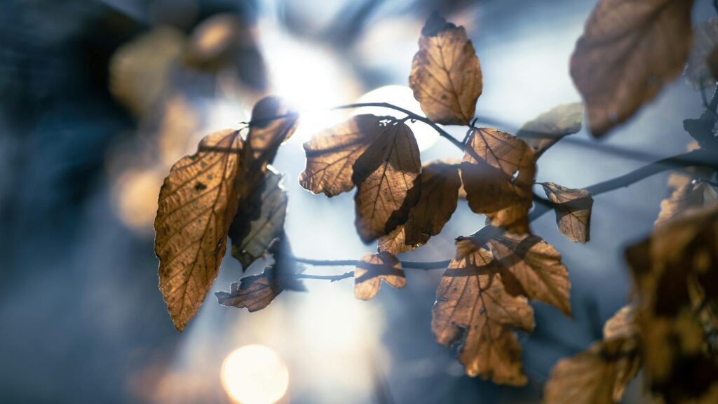 Beech leaves viewed from below with sunlight filtering through the canopy.