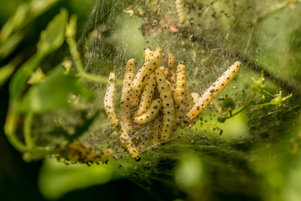 Silken tent caterpillar nest in tree branch fork in spring