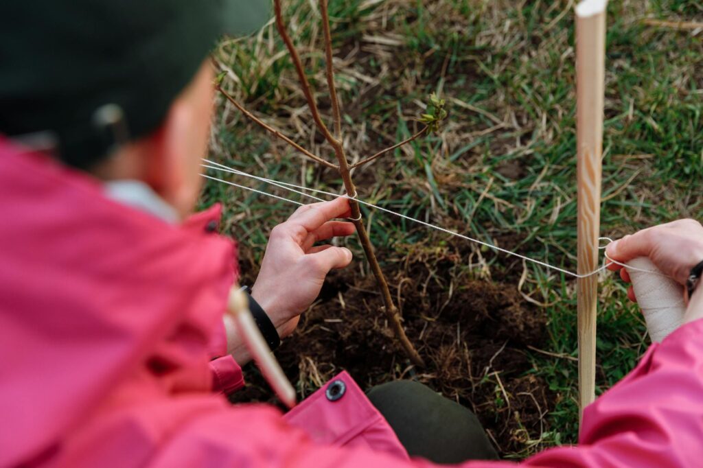 Proper tree planting with root flare visible at grade and a wide mulch ring