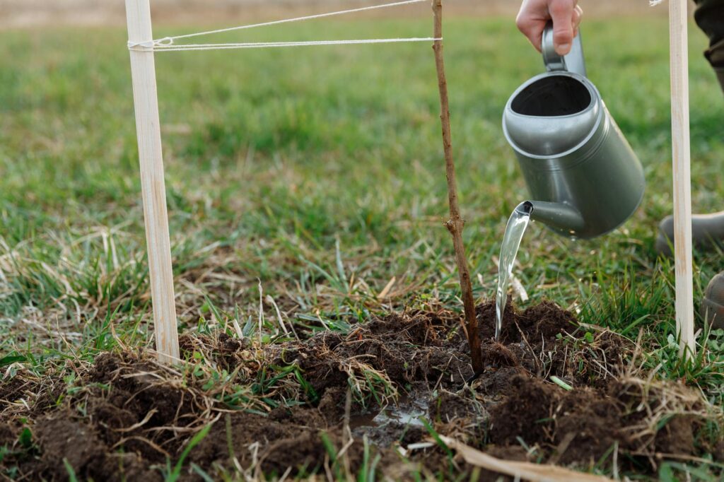 Deep watering at the base of a mature evergreen tree during dry weather
