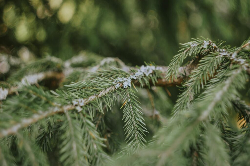 Homeowner carefully examining the underside of evergreen tree branches for pest damage