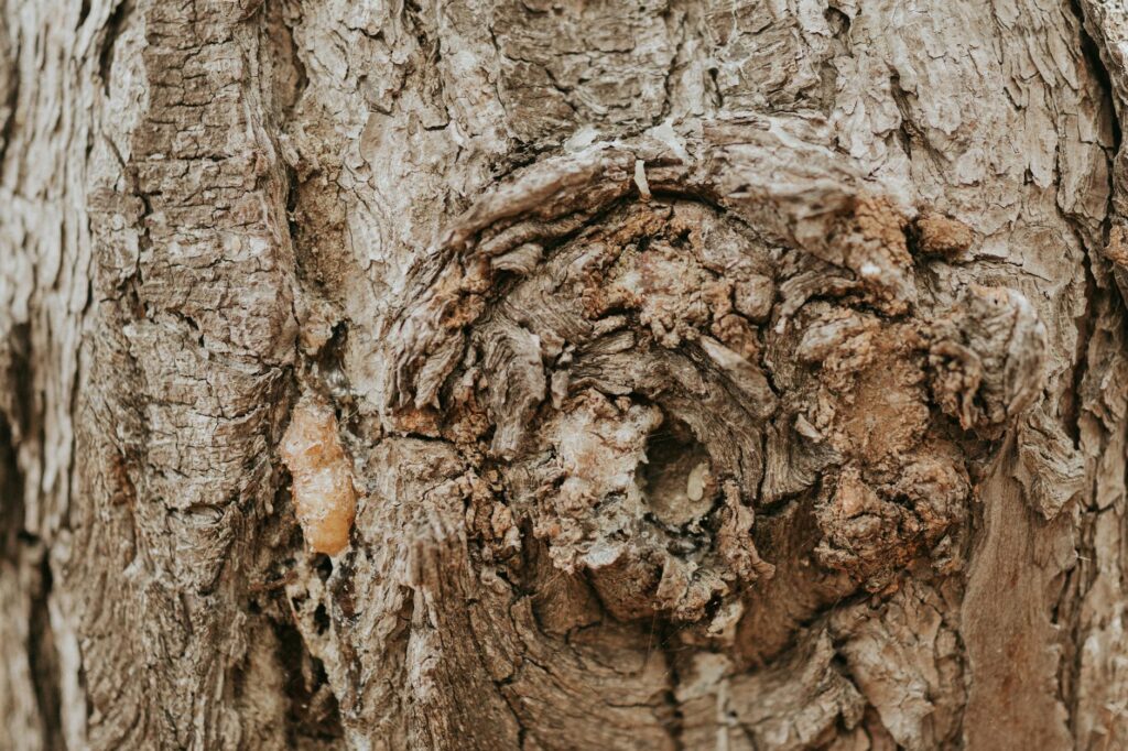 Close-up of pitch pine bark showing resinous texture and needle bundles