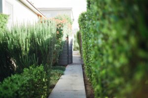Dense green arborvitae privacy hedge in a residential Middletown NJ backyard