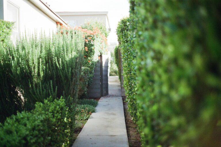 Dense green arborvitae privacy hedge in a residential Middletown NJ backyard