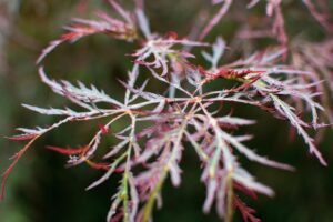 Japanese maple ornamental tree in full spring leaf in a Middletown NJ residential garden