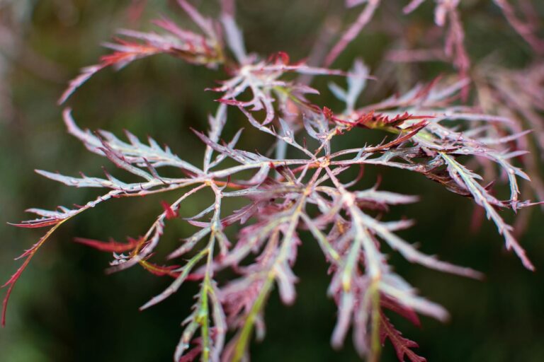 Japanese maple ornamental tree in full spring leaf in a Middletown NJ residential garden