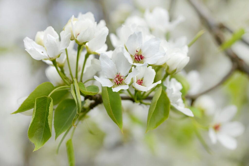 Bradford pear tree in full bloom along a suburban street in spring