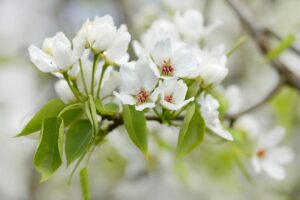 Bradford pear tree in full bloom along a suburban street in spring