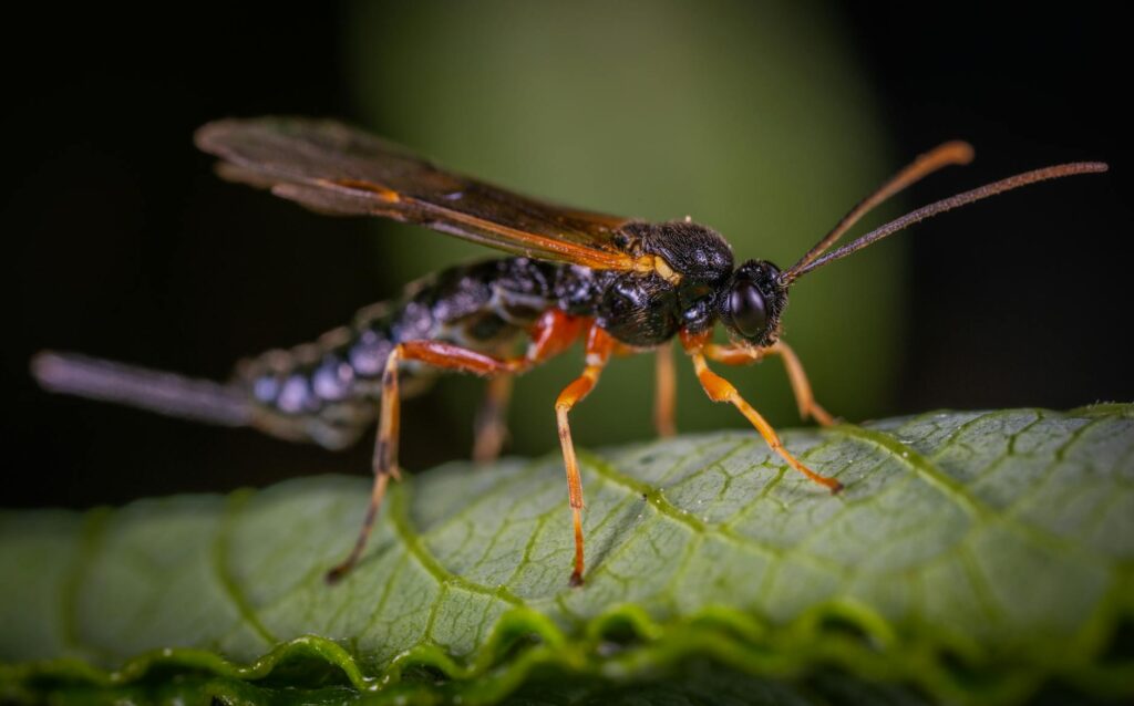 Macro photograph of a small gall wasp on a leaf surface