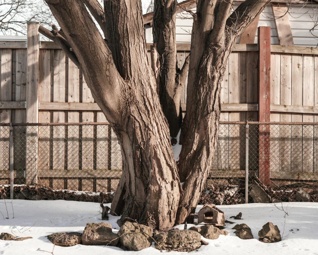 A large old tree trunk sitting directly on a property line between two backyards