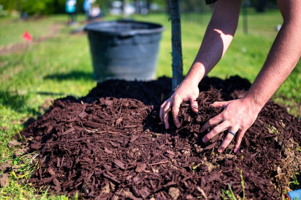 Homeowner planting a young tree with mulch ring in a residential backyard