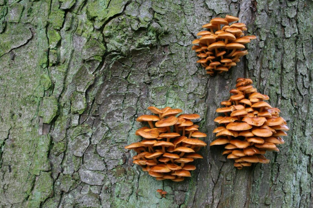 Close-up of orange-pink nectria fungal fruiting bodies on tree bark
