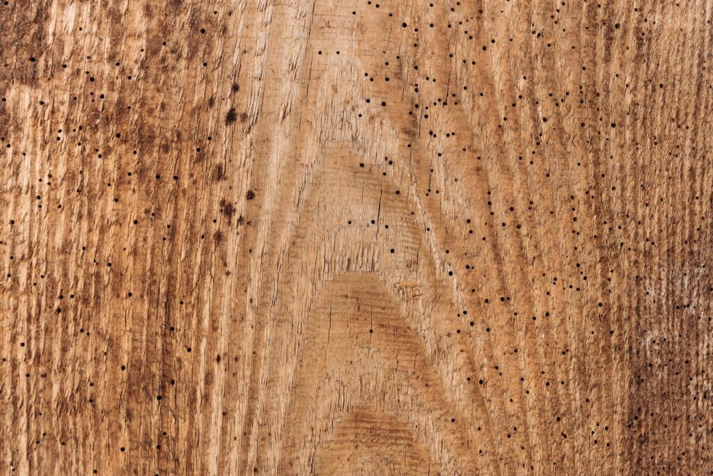 D-shaped exit holes in tree bark — the diagnostic signature of Agrilus wood-boring beetles, including the two-lined chestnut borer