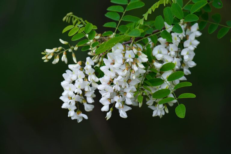 Black locust tree in full bloom with drooping white flower clusters in spring