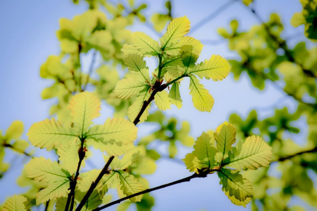 Oak tree leaves showing early signs of drought stress and wilting in spring
