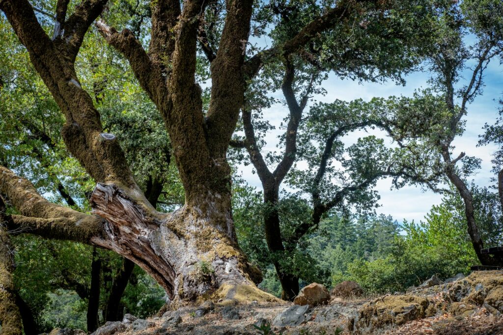 Callus tissue growing around an old pruning wound on a mature oak tree