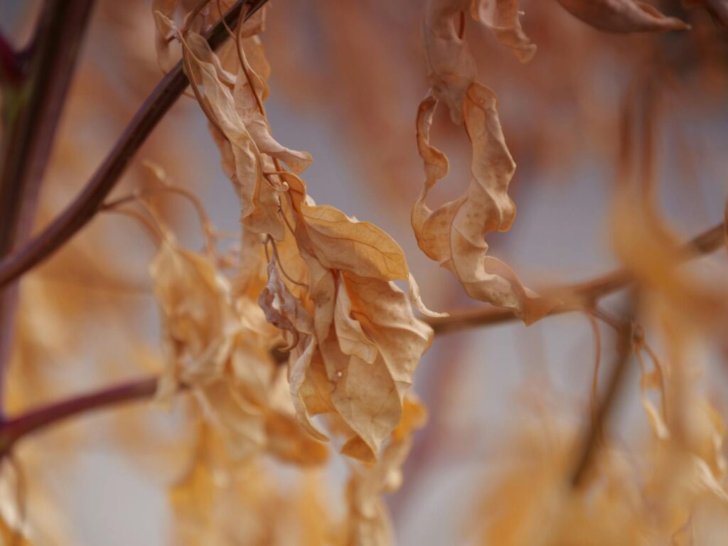 Tree leaves showing drought stress — curling margins and browning edges signaling inadequate water in summer