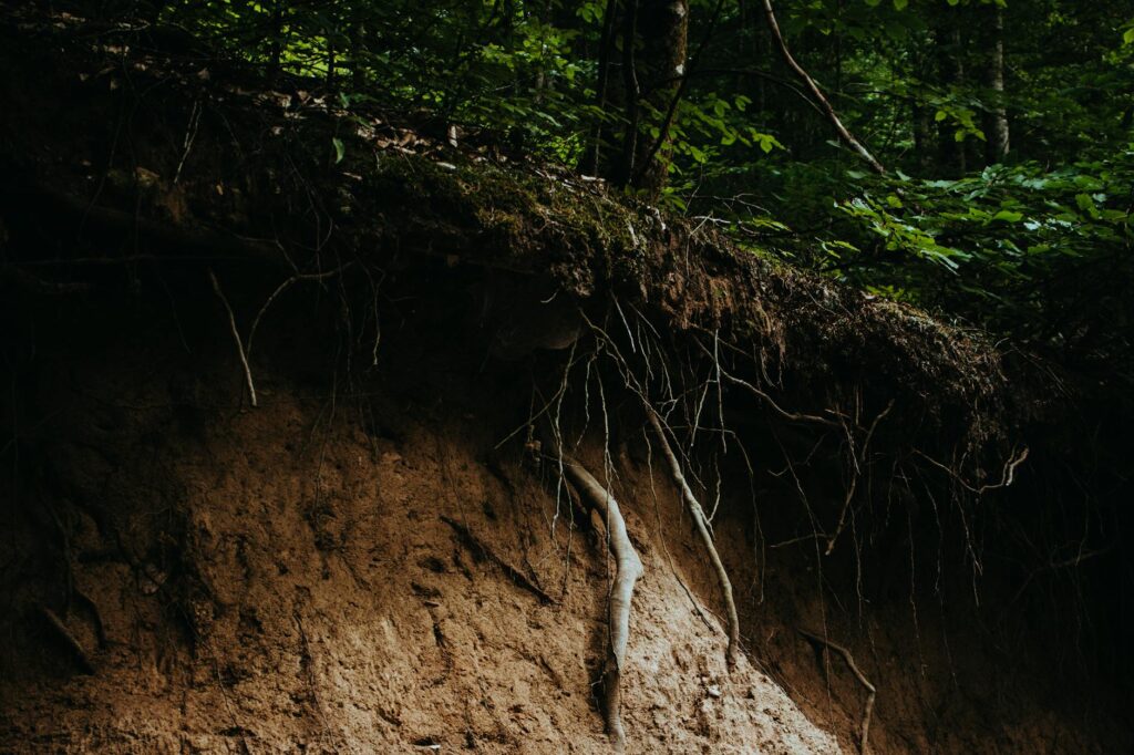 Close-up of a tree's root collar exposed at the soil surface showing proper planting depth