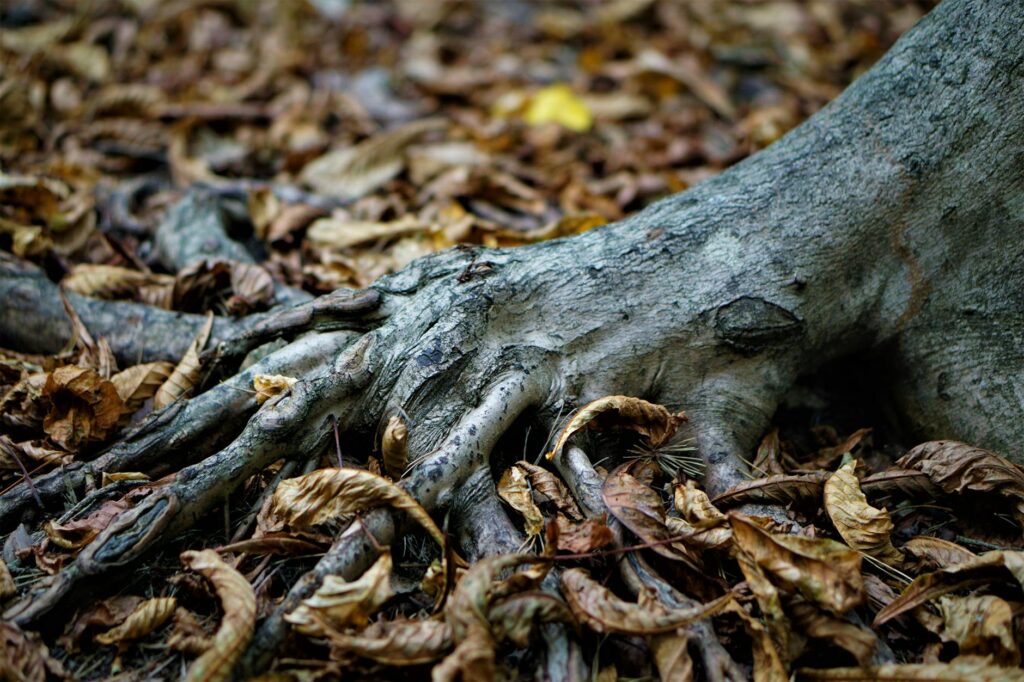 Close-up of a tree trunk base showing discolored bark at soil level in a residential landscape