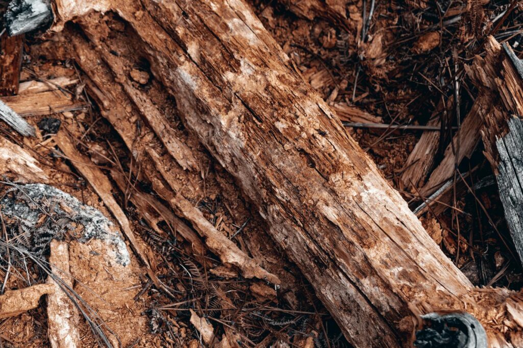 Close-up of a dead tree branch showing advanced wood decay and soft, deteriorated wood fibers