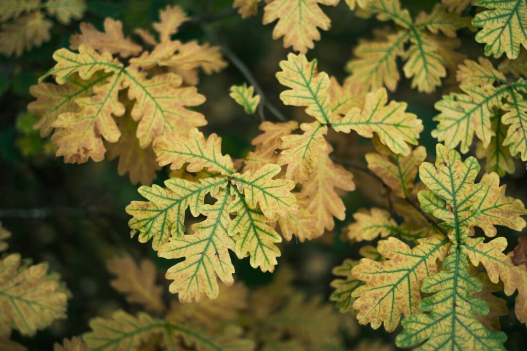 Close-up of an oak leaf showing interveinal chlorosis with yellow tissue and prominent green veins