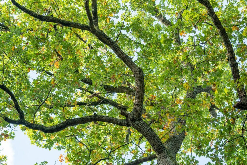 Pin oak tree with yellowing leaves showing signs of iron chlorosis in a residential yard