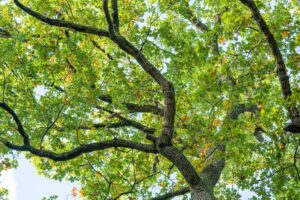 Pin oak tree with yellowing leaves showing signs of iron chlorosis in a residential yard
