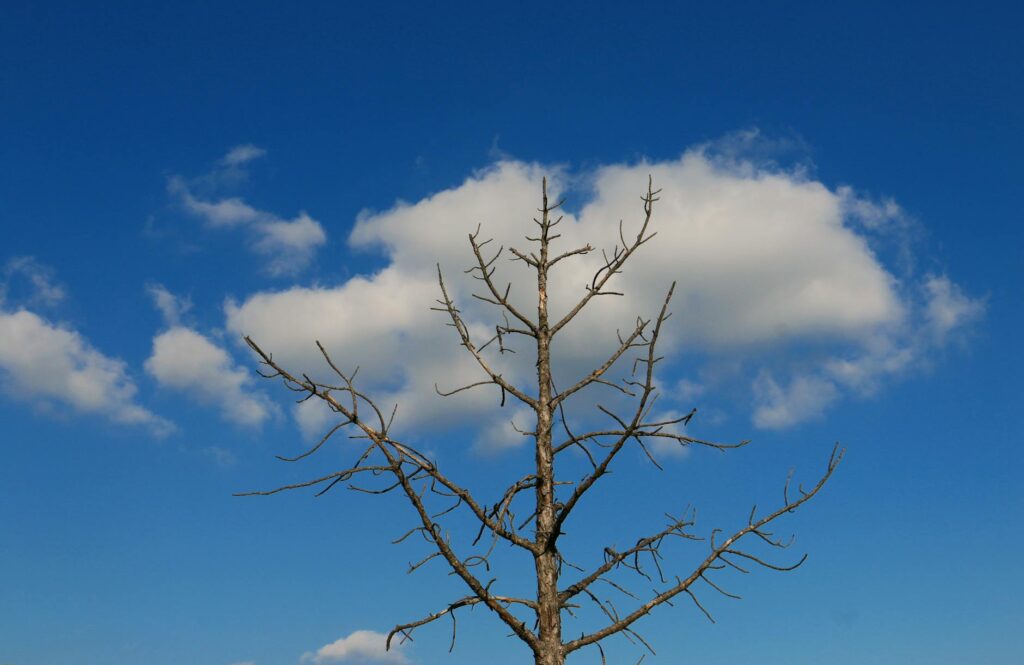 Tree branch showing dieback and dead tips from fungal disease in late spring