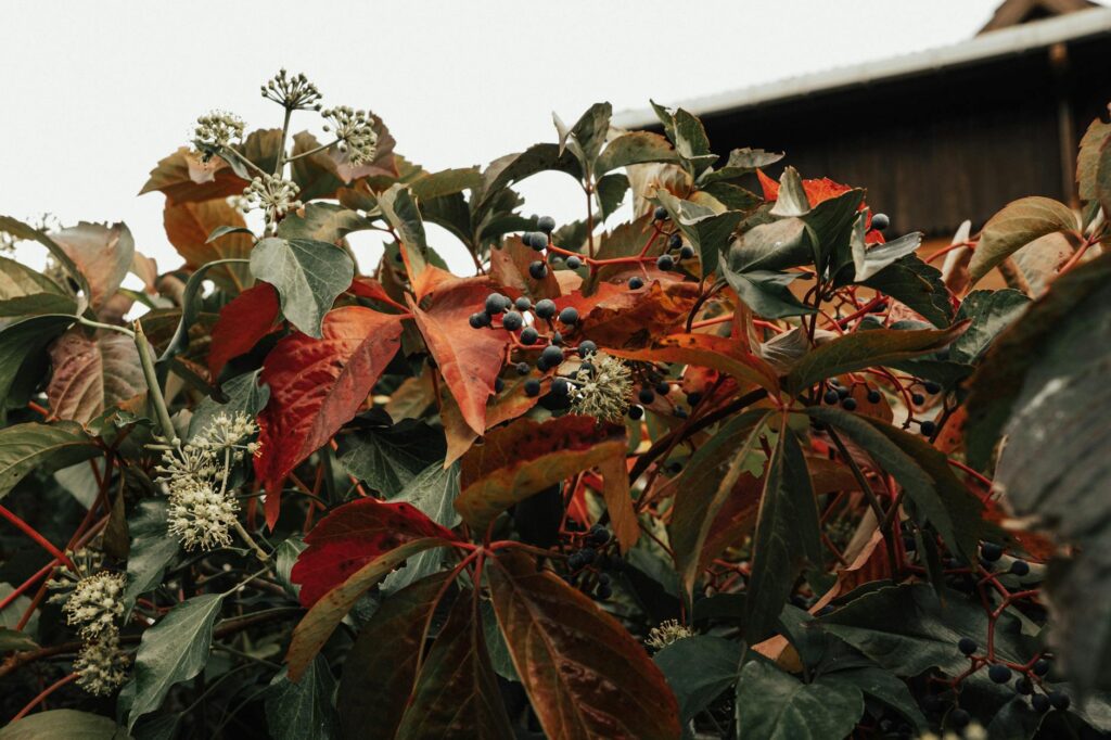Close-up of Oriental bittersweet leaves and twining stems on a deciduous tree branch