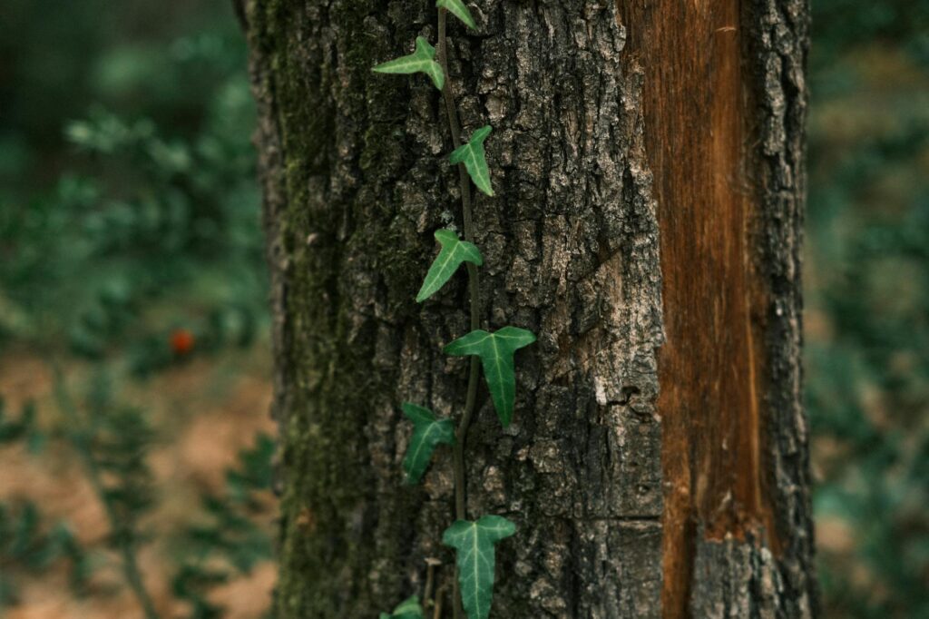 Tree trunk showing bark deformation and girdling damage from invasive vines wrapped tightly around it