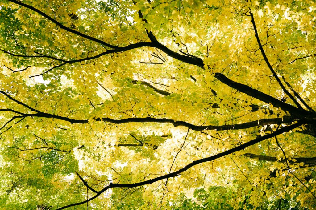 Maple tree with one bare branch against a fully leafed-out green canopy in spring