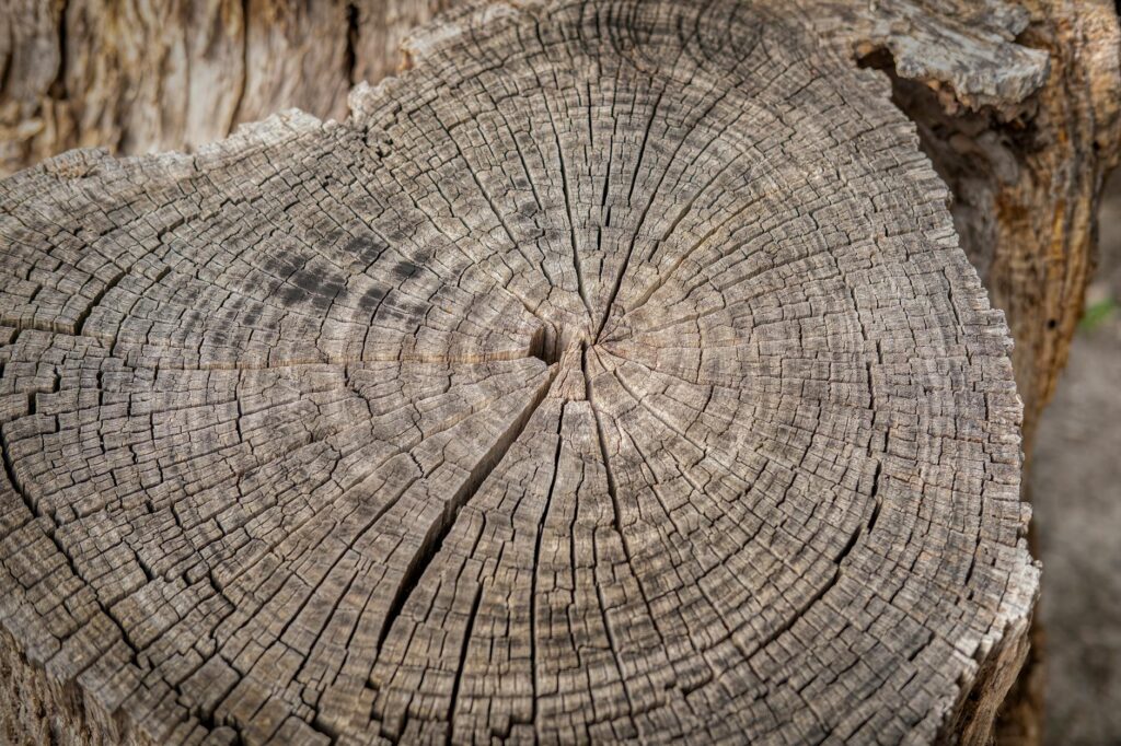 Cross-section of a tree trunk showing internal compartmentalization zones around old wounds
