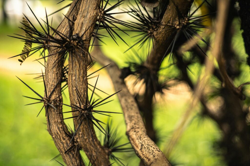 Close-up of black locust tree showing furrowed bark and paired thorns at leaf nodes
