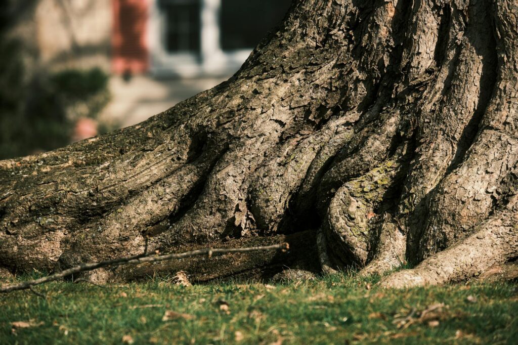 Certified arborist examining the base and root zone of a mature shade tree to assess water stress and soil conditions