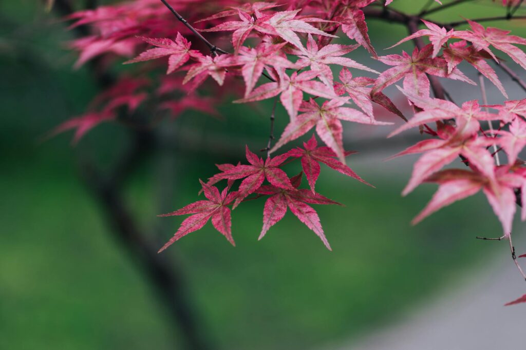 Red maple tree with bare branches in spring showing signs of disease against a leafed-out canopy